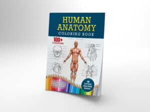 Human Anatomy Coloring Book COVER MOCKUP OPTION